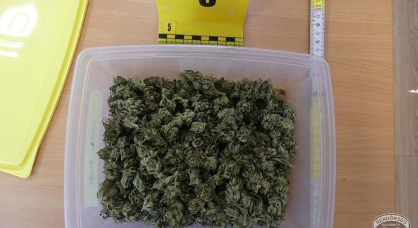 Hegyi pincéjénél ültette és fogyasztotta a drogot