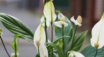 Mitől kókadozik a vitorlavirág?