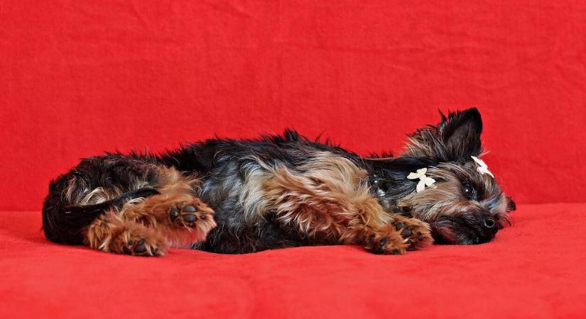 A kutyák hipotireózisának rejtett veszélyei