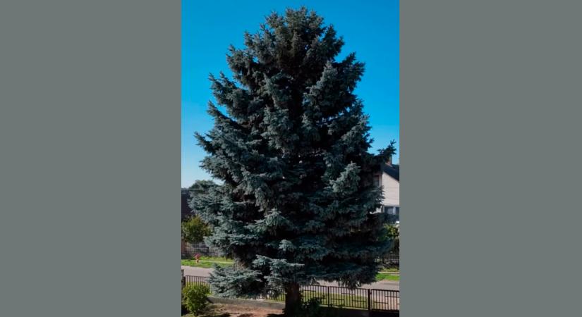 Nyírségi fenyőfa lesz az ország karácsonyfája