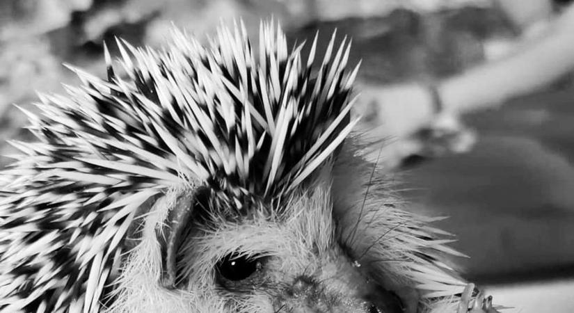 A Rippl-Rónai Múzeum búcsúzik „kollégájától”