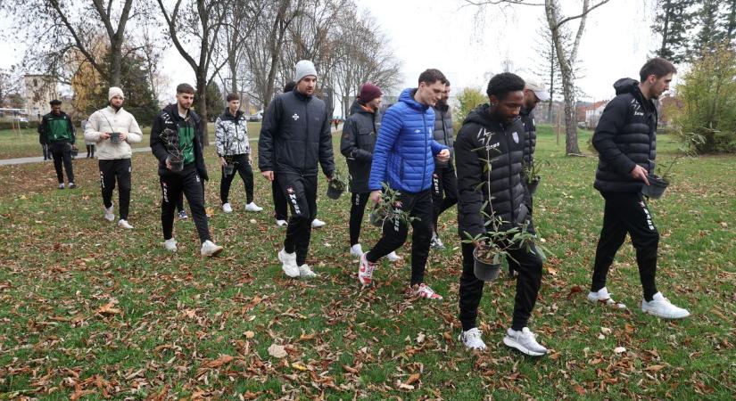 Cserjesort ültettek a kosárlabdázók - fotókkal, videóval