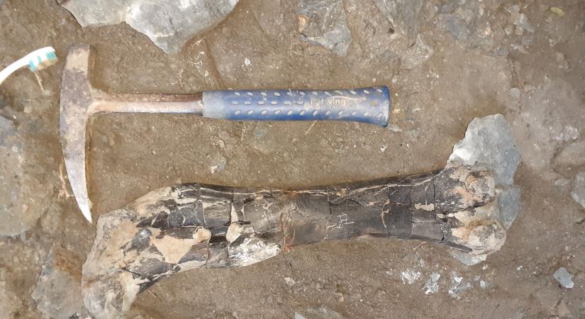 Dinoszaurusz-lelőhelyre bukkantak a magyar tudósok