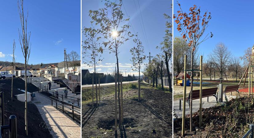 265 új fát ültetnek Dorogon – zajlik a város zöldinfrastruktúra-fejlesztése