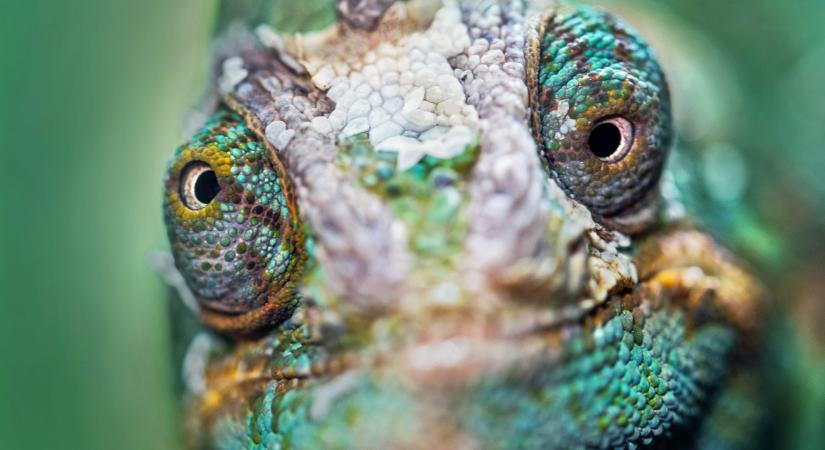 A kaméleon mindent látó szeme