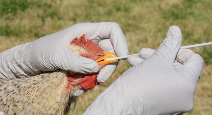 Embert fertőzött meg a madárinfluenza