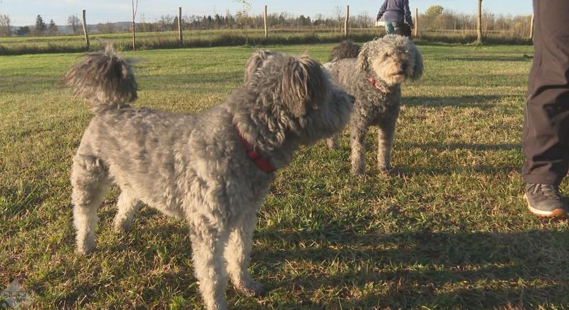 Kutyák télen: óvjuk kedvenceinket a hidegben