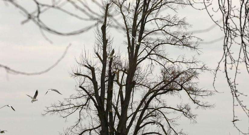 A szokottnál előbb eshet hó Zalaegerszegen – Lehet, hogy már holnap!