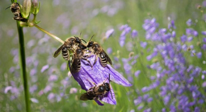Ha egy Tiborcz-szállodát nem is, egy méhhotelt rengeteg budapesti szerezhet magának