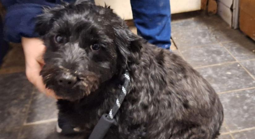 Senkinek nem tűnt fel az ájultan fekvő hölgy – de kutyája nem tágított mellőle, míg néhány idegen megállt segíteni