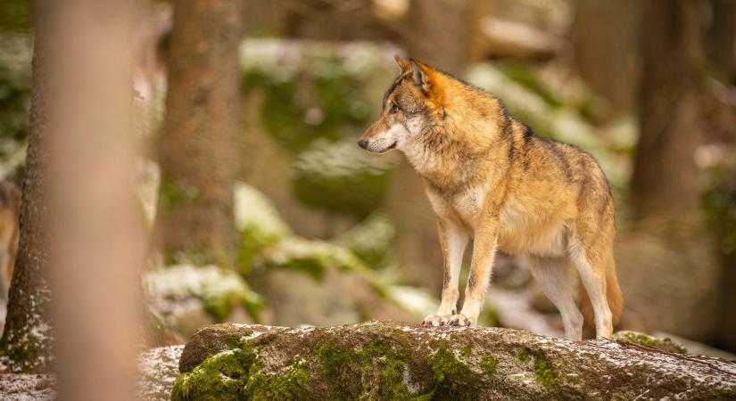 Egyre több a farkas Borsodban