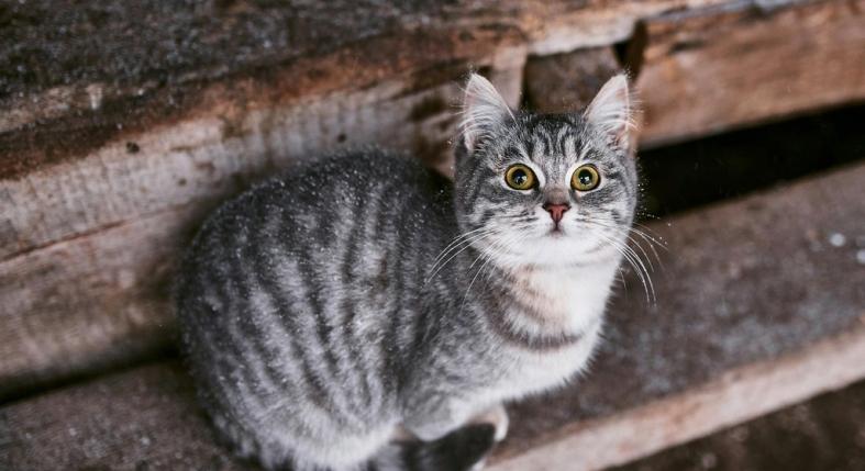 Kinti cicád van? Ezeket a hibákat soha ne kövesd el télen!