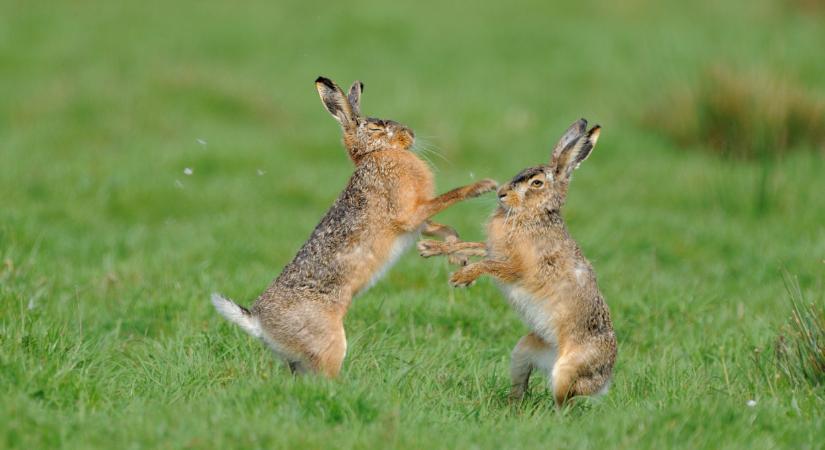 Halálos vírus tombol Magyarországon: próbálják megállítani a terjedést