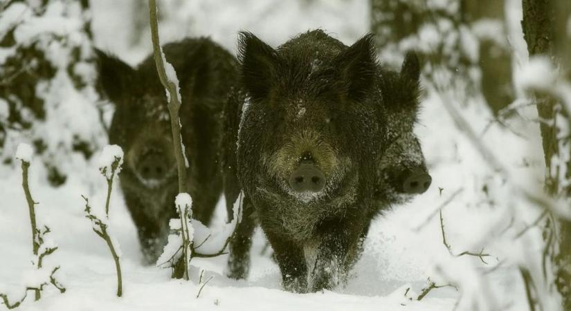 A téli vadetetéssel árthatunk is, ha nem vigyázunk? Szakértői választ kaptunk