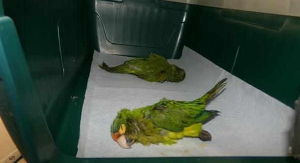 Az USA-ban letartóztattak egy férfit, aki papagájokat rejtett az alsóneműjébe