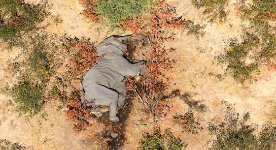 Újabb rejtélyes elefánttetemeket találtak Botswanában
