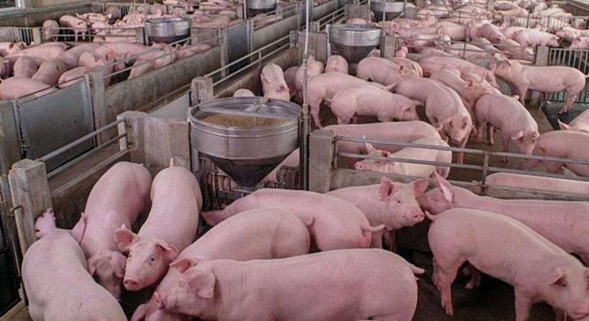 Afrikai sertéspestis: mi lesz most a baranyai termelőkkel? Megszólalt a Hússzövetség elnöke
