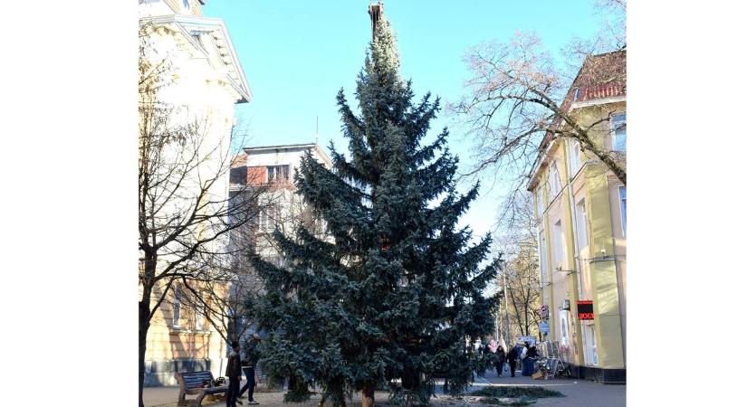 Felállították Beregszász 10 méteres karácsonyfáját a Kossuth téren