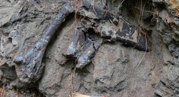 Páratlan dinoszaurusz-lelőhelyre bukkantak Erdélyben