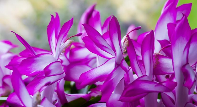 Te tudtad? Ettől a trükktől tele lesz virággal a karácsonyi kaktusz!