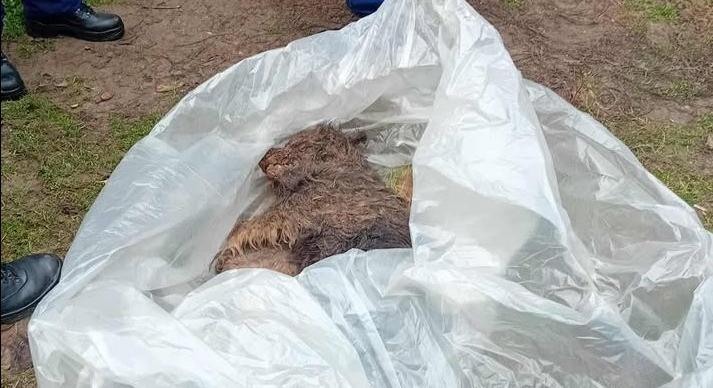 Lapáttal verték agyon Morzsit, a hajdúsámsoni pulit – sorstársán még segíthetünk