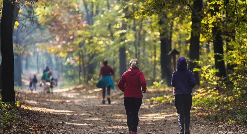 Sóstói-erdő: Nyíregyháza zöld menedéke, ahol legendák és erdei élmények várnak