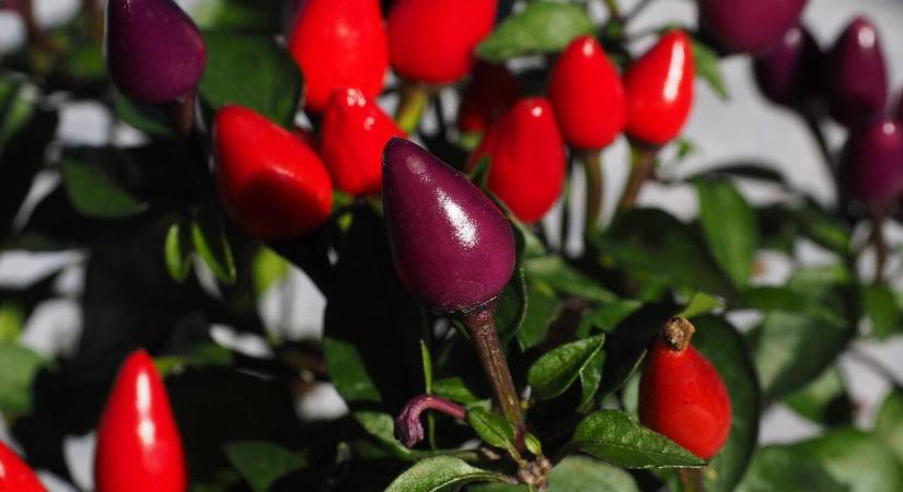 Milyen körülmények között lehetséges a chilit átteleltetni?