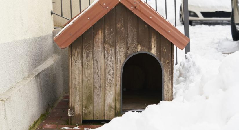Meghálálja a kutyád, ha ezt teszed a háza aljára télen