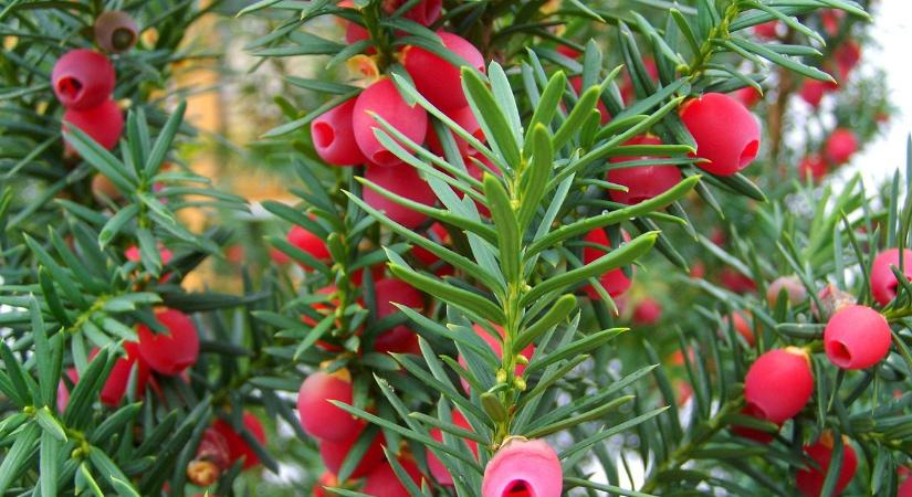 Novemberi kert: ezeket ültessük a csodaszép kertért!