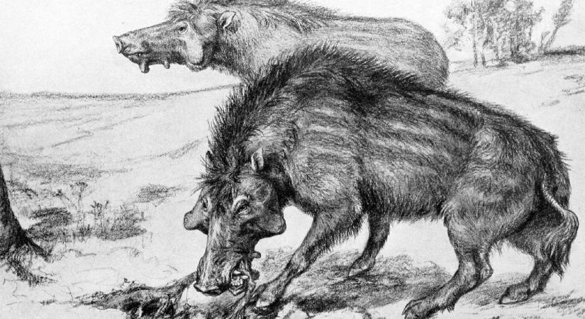 Oroszlánerejű disznók kóboroltak Amerikában 30 millió évvel ezelőtt