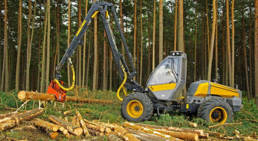 Kemény, ami a magyar erdőkben történik: óriási bajokra derült most fény