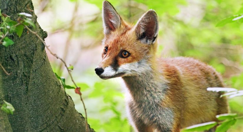 Videón a róka és a macska közös vacsorája