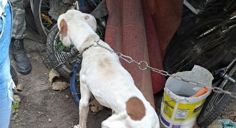 Pokoli körülmények közül mentették a kutyákat az esztergomi kutyamentők