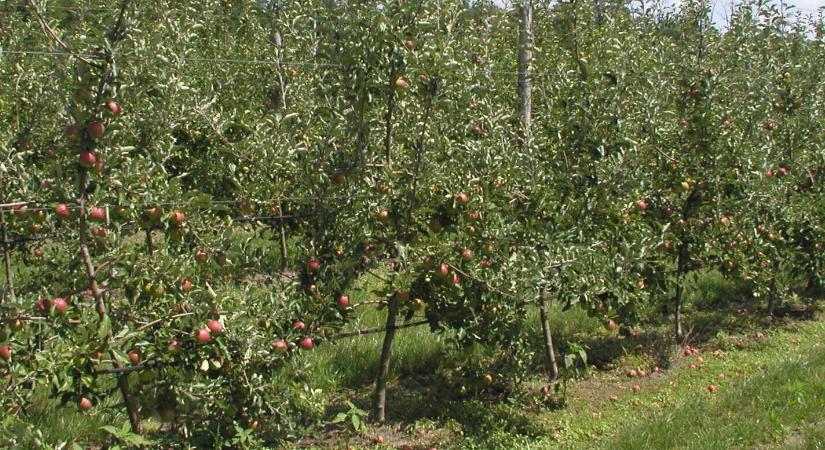 Miért van szükség fajtatársításra?