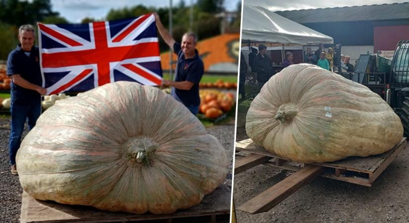 A tök, ami már nem is tök – avagy hogyan születnek a több száz kilós óriástermések?