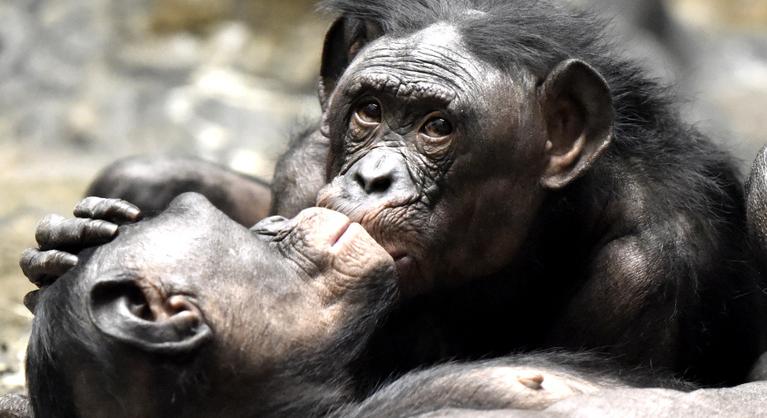Tudósok közölték, mikor csattant el a valaha volt első csók