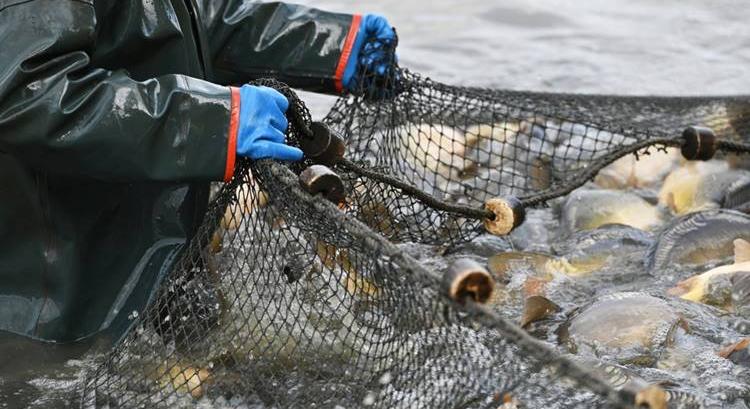 Drágább lesz-e idén a karácsonyi hal?