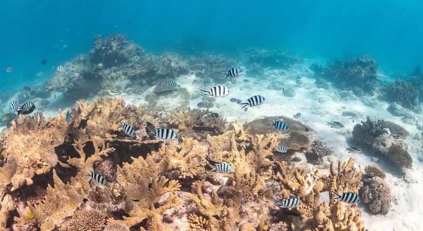 Ilyen pusztulást még sosem láttak: eltűnt a Ningaloo-zátony kétharmada