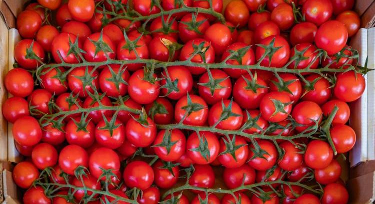 Jól ment az export, megugrott a magyar paradicsom ára