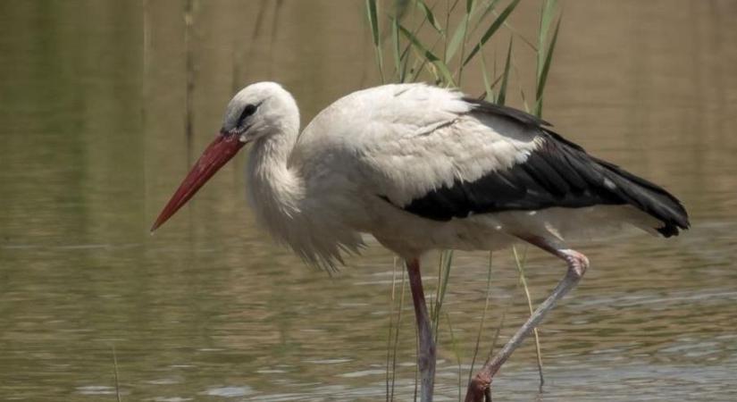 Madárvédelem határok nélkül: közös magyar–szerb projekt óvja a Pannon szikes élőhelyeket