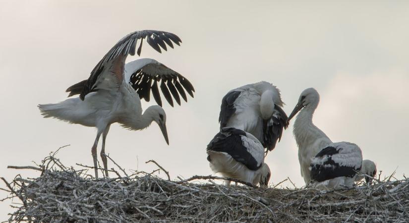 Egyre több gólya tölti a telet hazánkban – elmondjuk, hogy miért