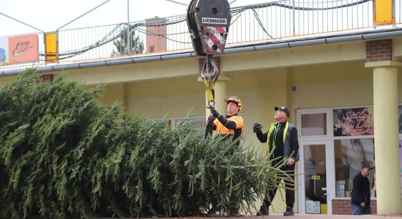 Megérkezett a nagykunsági város karácsonyfája, egy gyönyörű lucfenyő
