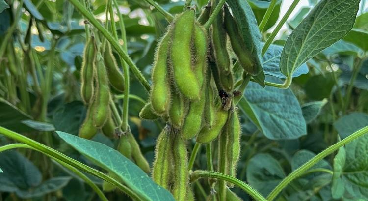 Termeljen Ön is szóját!