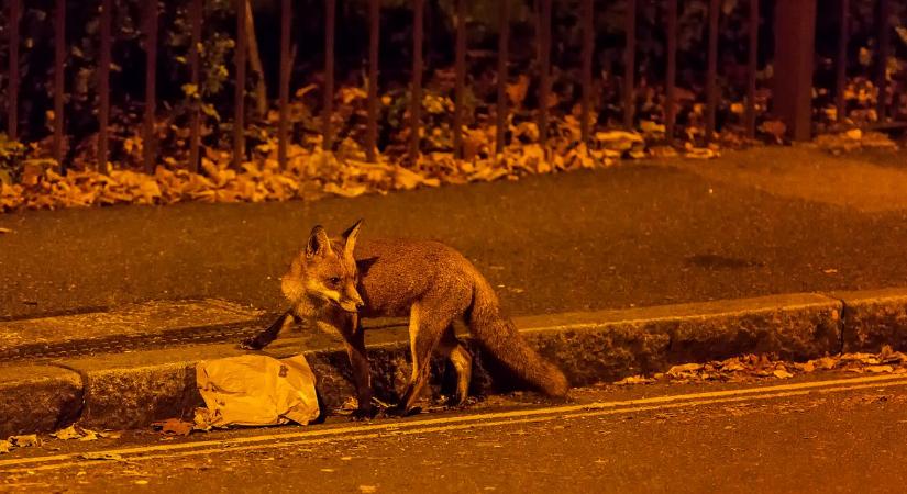 Simabőrűek, vigyázzatok: újra portyáznak a fürge rókalábak