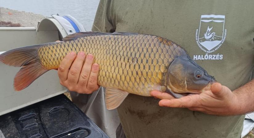 Pontyok érkeztek a Dunába és a Külső-Bédába
