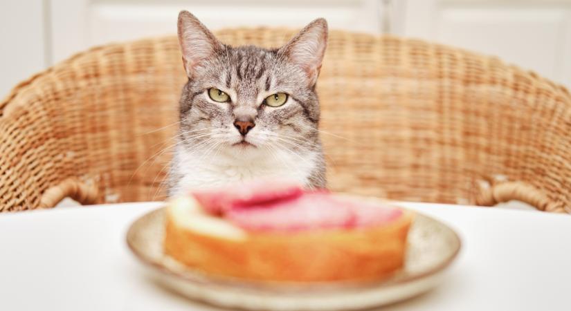 5 étel, ami potenciálisan megölheti a macskádat