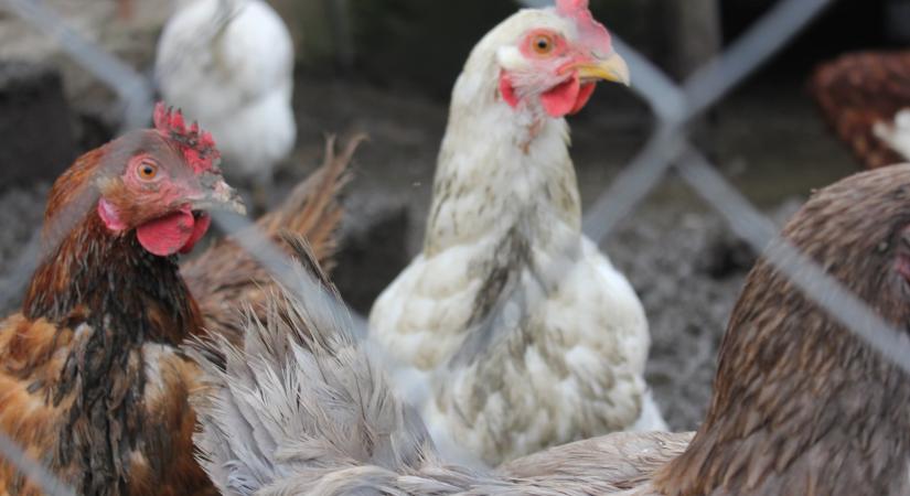 Tóth Ferenc: Hatlábú csirke