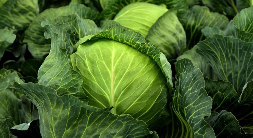 Hajdúhadházon még tudják, milyen az igazi káposzta íze