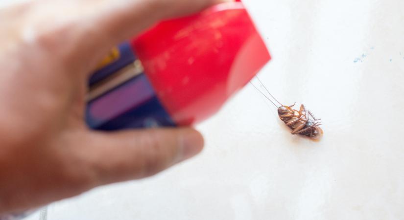 Nem látod, de ott vannak! Ezek a jelei annak, ha csótányok vannak az otthonodban