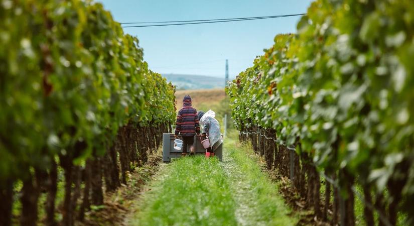 Előkelő helyen végzett az Egri borvidék – Nem akárkik választották kedvencüknek